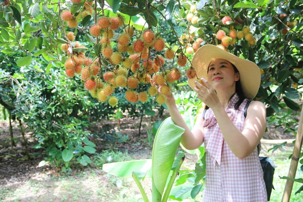 Tra Vinh province develops agricultural tourism ảnh 1