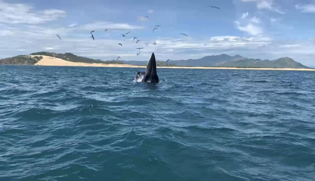 Bryde whales return to the south-central Vietnamese coast ảnh 1