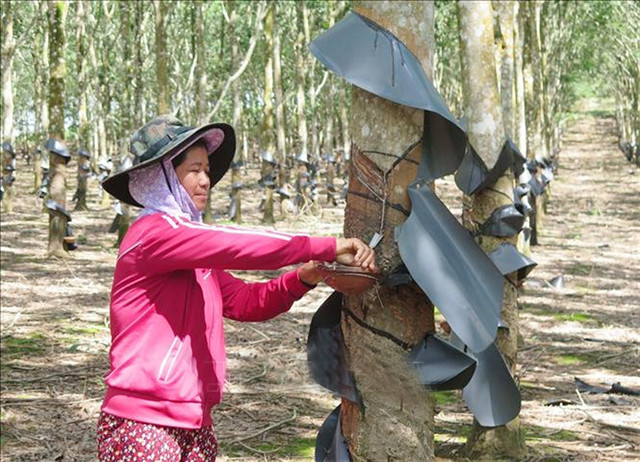 Kon Tum's ethnic minorities escape poverty thanks to social policy loans ảnh 1 Kon Tum's ethnic minorities escape poverty thanks to social policy loans ảnh 1