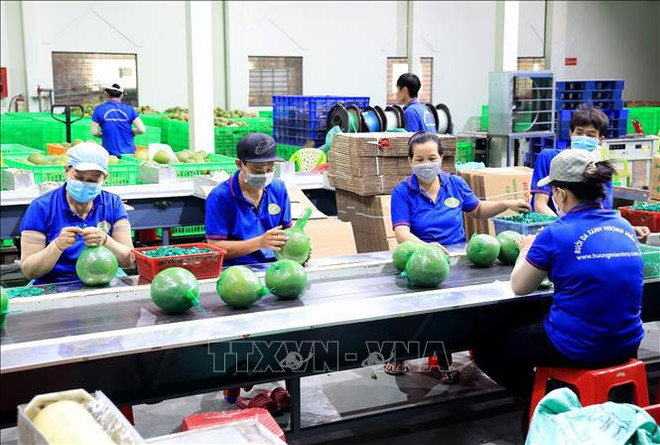 Exports of fruits, vegetables expected to grow by 15-20% in 2024 ảnh 1 Exports of fruits, vegetables expected to grow by 15-20% in 2024 ảnh 1