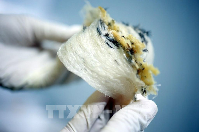 Seven businesses licensed to export bird's nests to China ảnh 1 Seven businesses licensed to export bird's nests to China ảnh 1