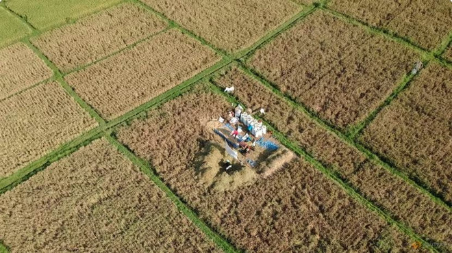 Indonesia plans to import 2 mln tonnes of rice in 2024 ảnh 1