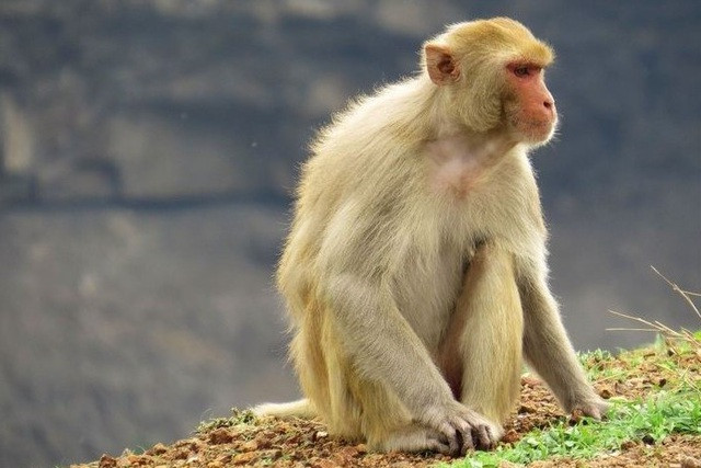 Vietnam tests COVID-19 vaccine on monkeys ảnh 1