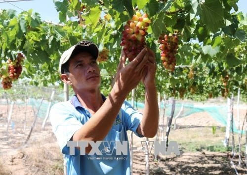 Ninh Thuan to grow more new, high-quality grape ảnh 1