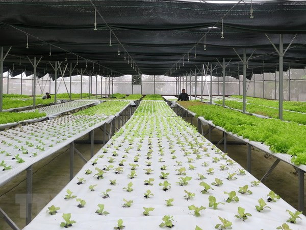 Numerous hi-tech agriculture enterprises licensed: ministry ảnh 1