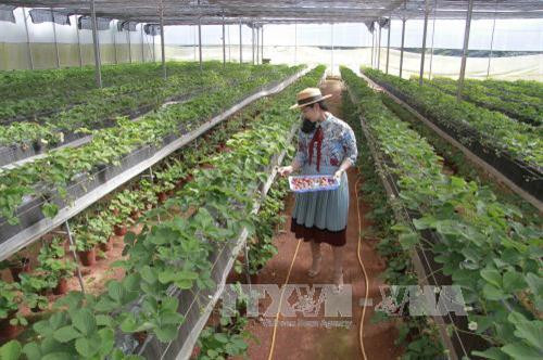 Lam Dong to set up new 215-ha high-tech agricultural farm ảnh 1