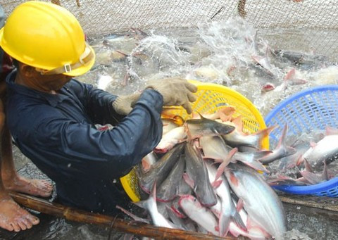 Shark catfish farming catching on ảnh 1 Shark catfish farming catching on ảnh 1