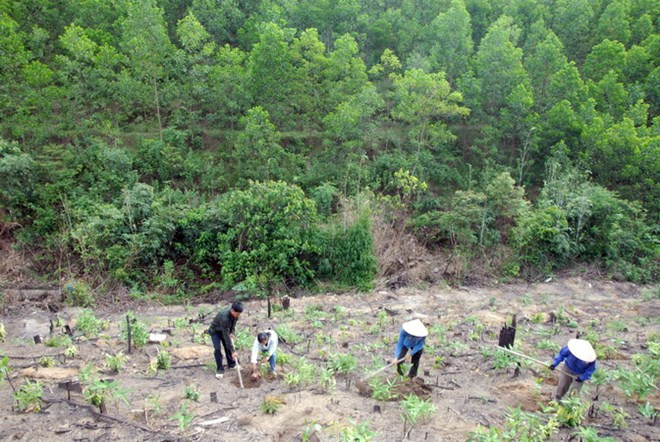 Quang Tri to have over 42,000ha of forest by 2020 ảnh 1