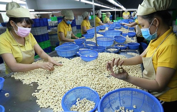 Vietnamese firms regain ownership of all 100 cashew nut containers in Italy scam ảnh 1 Vietnamese firms regain ownership of all 100 cashew nut containers in Italy scam ảnh 1