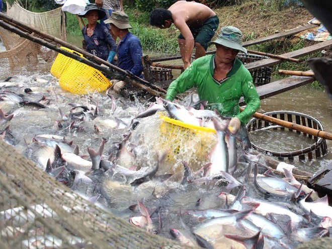 Tra fish exports estimated to increase 6.6 percent in 2016 ảnh 1