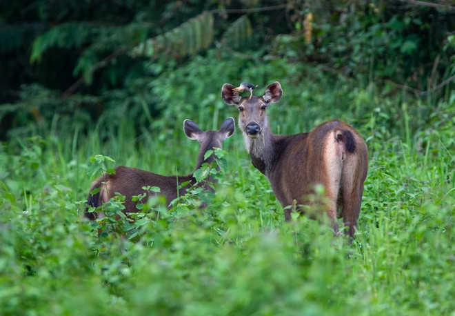Quang Nam launches biodiversity exhibition, wildlife campaign ảnh 1