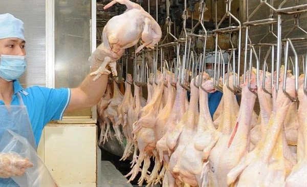 Vietnam to export chicken meat to Islamic countries ảnh 1 Vietnam to export chicken meat to Islamic countries ảnh 1