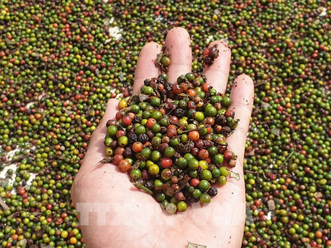Cambodia’s pepper exports soar over 500 percent in first eight months ảnh 1