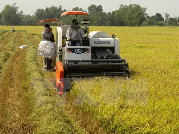 Mekong Delta farmers expand rice growing area ảnh 1 Mekong Delta farmers expand rice growing area ảnh 1