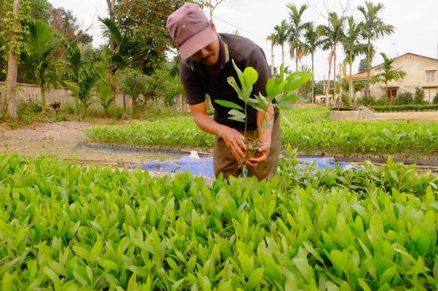 Da Nang strives for 45 percent forest coverage ảnh 1