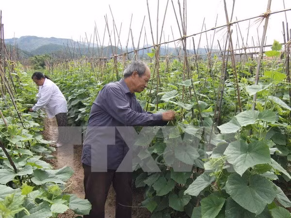 Lam Dong serves up hi-tech agricultural model ảnh 1