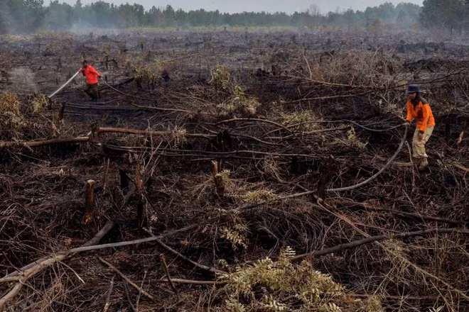 UN praises Indonesia’s efforts to restore peatlands ảnh 1