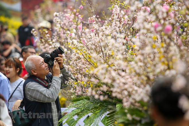 Japanese cherry blossom festival in Hanoi extends to March 27 ảnh 1