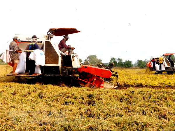 VnSAT helps promote sustainable rice farming in Tien Giang ảnh 1 VnSAT helps promote sustainable rice farming in Tien Giang ảnh 1