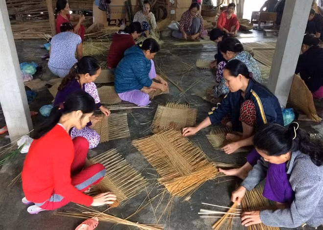 Young graduates to work in cooperatives in pilot programme ảnh 1
