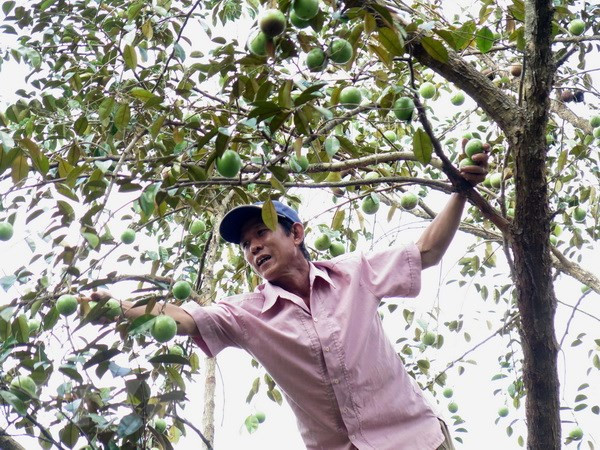 Tien Giang moves to manage quality of star apple exports ảnh 1 Tien Giang moves to manage quality of star apple exports ảnh 1
