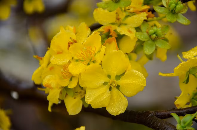 2018 Cherry blossom – Yen Tu yellow ochna flower festival opens ảnh 1