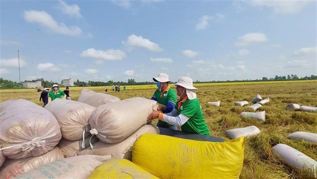 Vietnam’s rice exports to surpass annual target ảnh 1