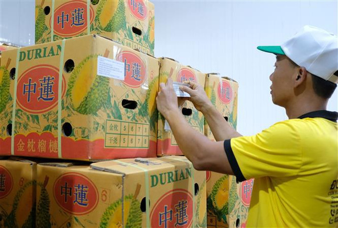 Lam Dong ships its first 70 tonnes of durian to China ảnh 2 Lam Dong ships its first 70 tonnes of durian to China ảnh 2