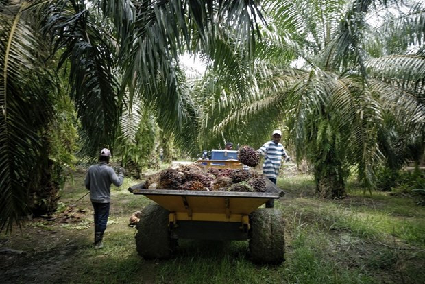 Malaysia’s palm oil industry hard hit by labour shortage ảnh 1