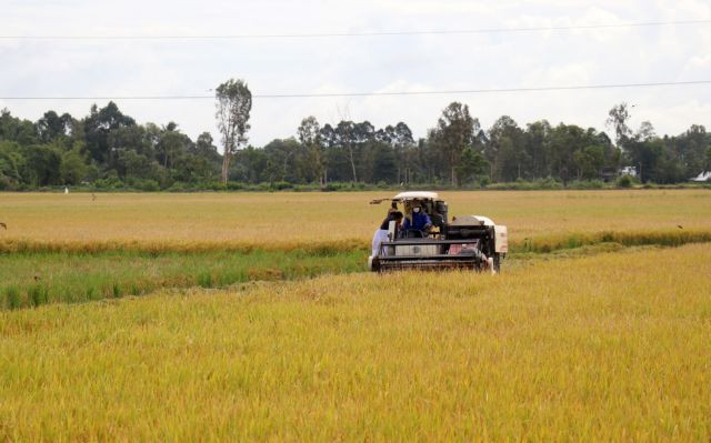 Southern region to prioritise high-quality rice varieties in winter-spring crop ảnh 1