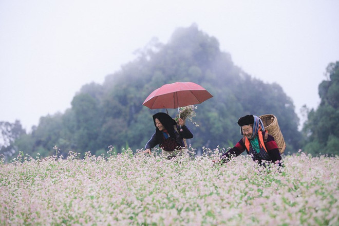 Buckwheat Flower Festival returns to Ha Giang in November ảnh 1