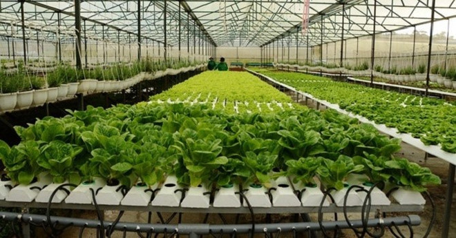 Agricultural restructuring a success ảnh 1