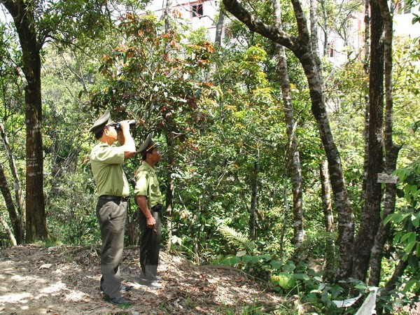 Sustainable forestry management project approved ảnh 1