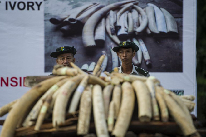 Myanmar destroys 1.3 million USD worth of trafficked wildlife parts ảnh 1 Myanmar destroys 1.3 million USD worth of trafficked wildlife parts ảnh 1