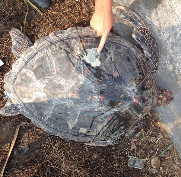 Wild animals rescued in central provinces ảnh 1