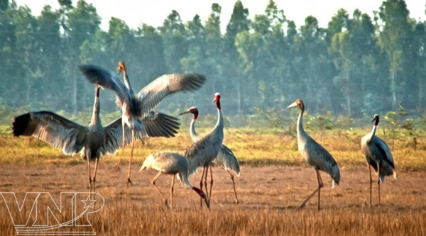 Bird sanctuary in Mekong Delta recognised as national heritage site ảnh 1