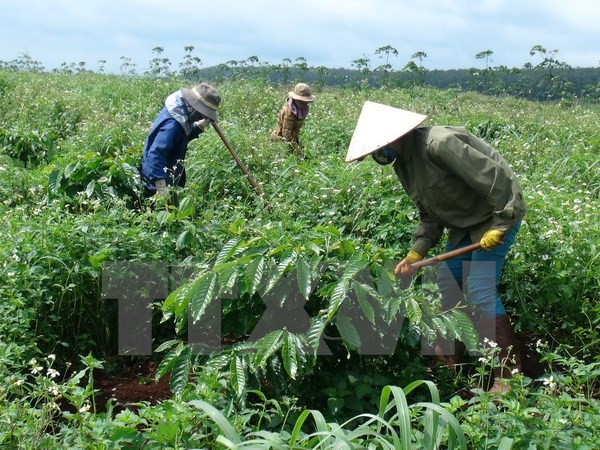 Vietnam Rubber Group to make IPO in second quarter ảnh 1