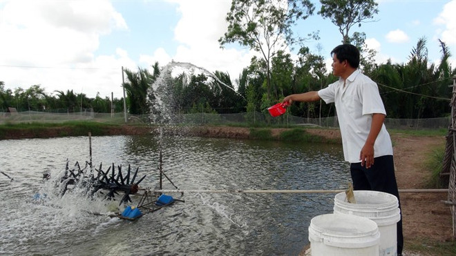 White-leg shrimp farming’s profits lower than tiger prawn ảnh 1 White-leg shrimp farming’s profits lower than tiger prawn ảnh 1