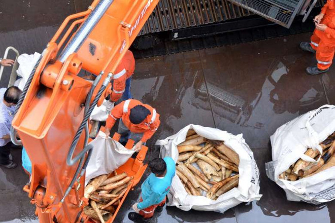 Singapore considers ban on ivory sale ảnh 1