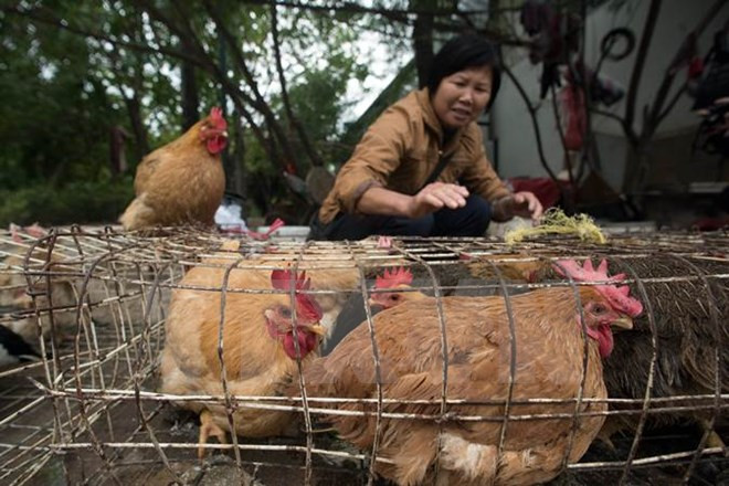 Ministry warns of risk of avian influenza A intrusion in Vietnam ảnh 1 Ministry warns of risk of avian influenza A intrusion in Vietnam ảnh 1