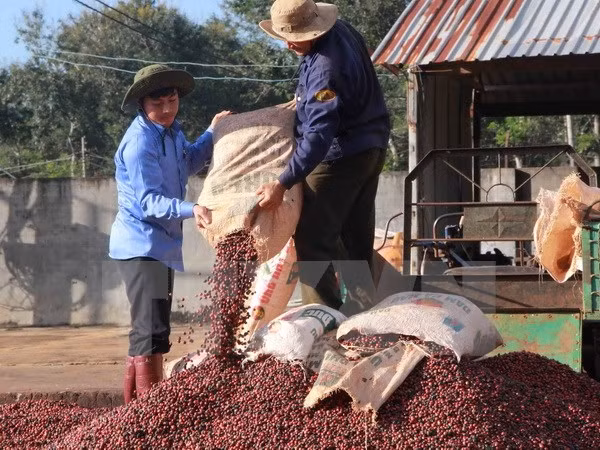 Dak Lak strives to gain global recognition for “Buon Ma Thuot Coffee” ảnh 1
