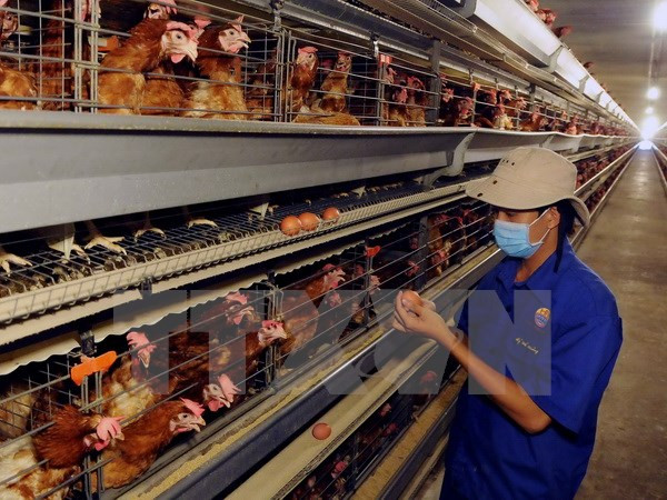 Health official alerts potential human bird flu infections ảnh 1