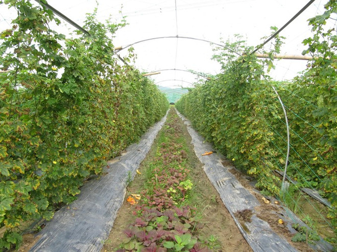 Da Nang to up use of organic fertiliser ảnh 1 Da Nang to up use of organic fertiliser ảnh 1