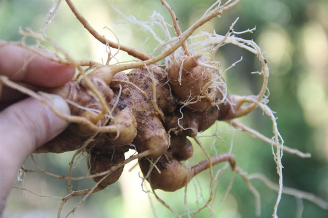 Ginseng festival to be held in Quang Nam ảnh 1