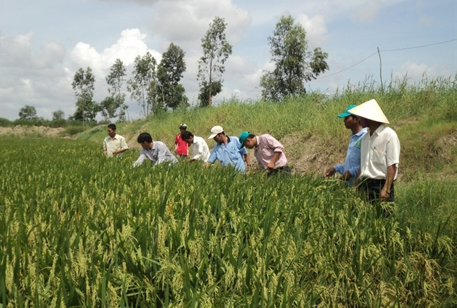 Sustainable agriculture transformation project launched in Hau Giang ảnh 1