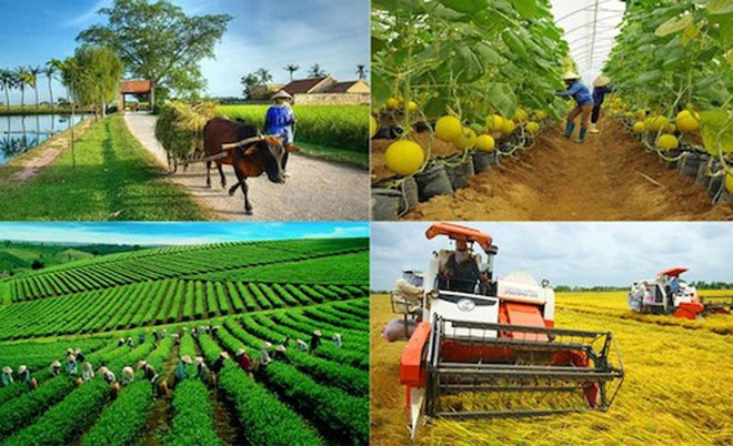 Development strategy of rural occupations and economic development approved ảnh 2 Development strategy of rural occupations and economic development approved ảnh 2