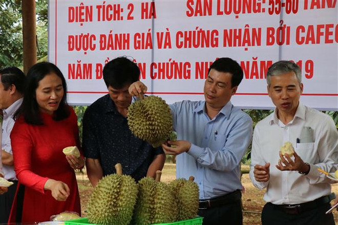 Dak Lak district to host first durian festival ảnh 2
