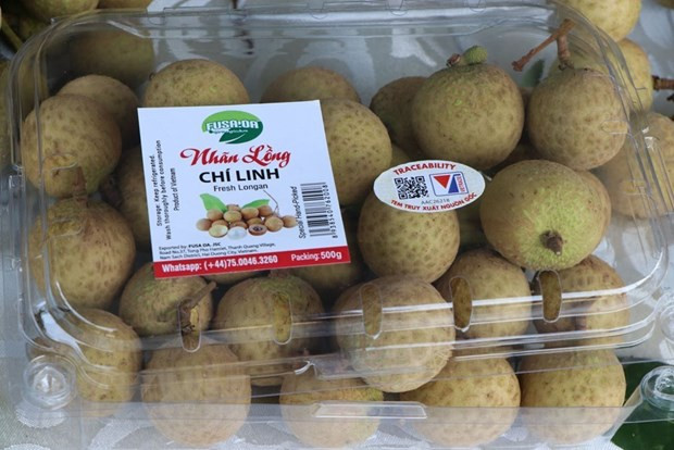 Hai Duong harvesting longan for exports ảnh 1