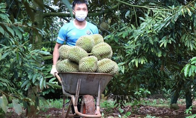 Dak Lak district to host first durian festival ảnh 1