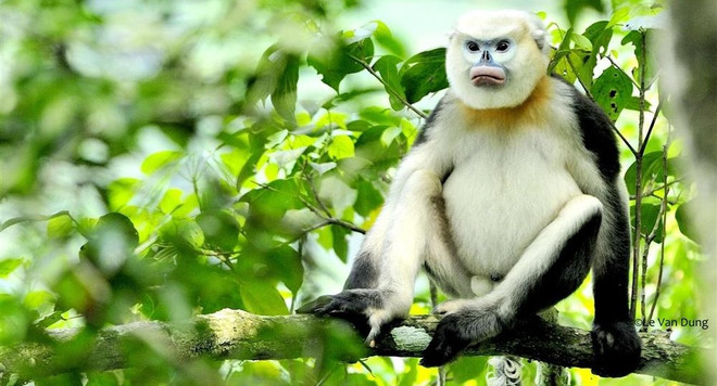 Ha Giang, FFI team up to protect Tonkin snub-nosed monkeys ảnh 2 Ha Giang, FFI team up to protect Tonkin snub-nosed monkeys ảnh 2
